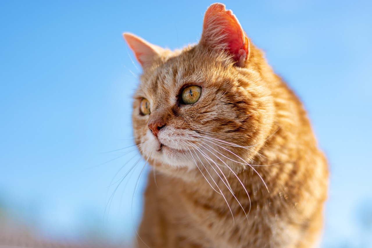 How to Keep Your Pet Calm During Vet Visits